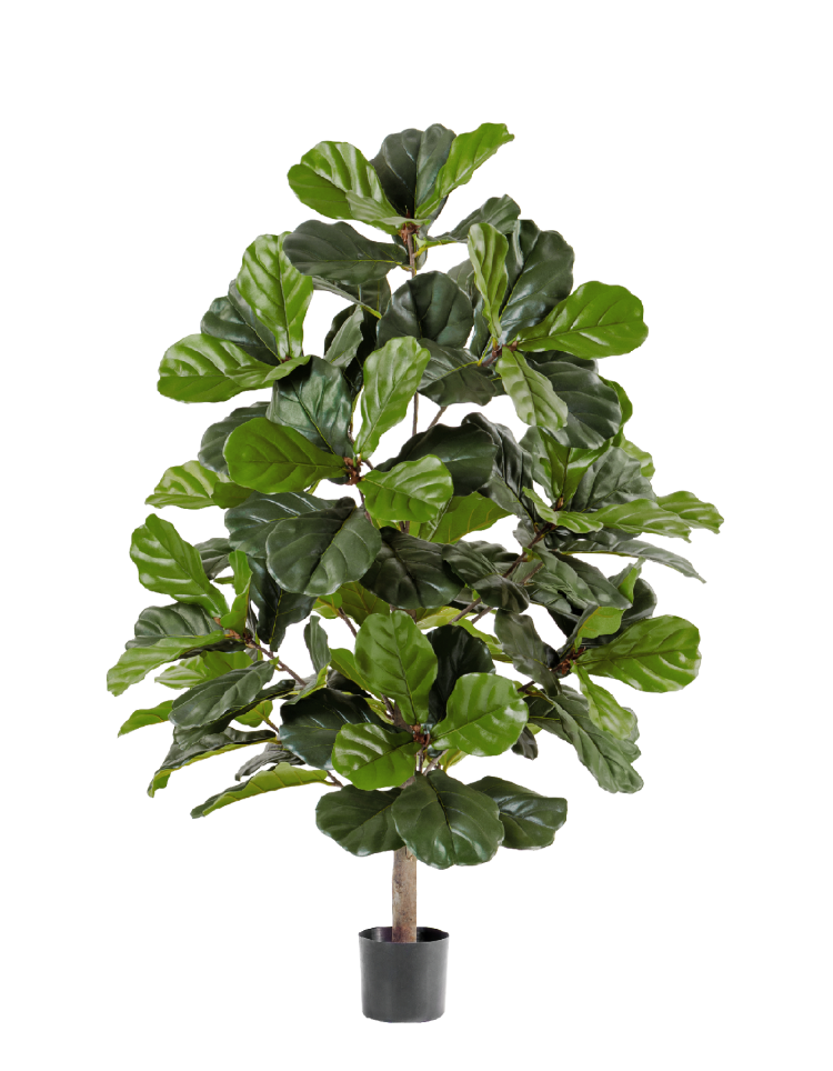 Фикус Лирата искусствен. Высота 130 см  