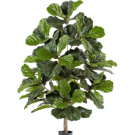 Фикус Лирата искусствен. Высота 130 см   - Фикус Лирата искусствен. Высота 130 см  