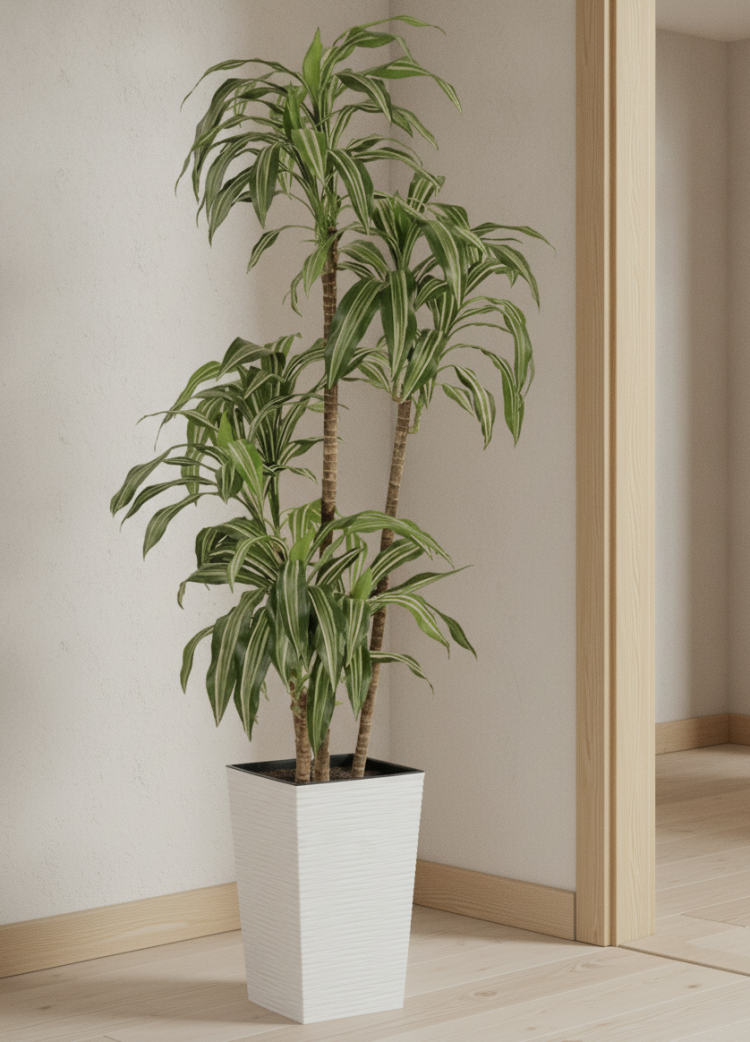 Композиция Розовое Яблоко — 171 см — Драцена Джанет Крейг бело-зелёная — Кашпо 25×46 см