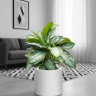 Кашпо (пластик) Pink-Apple Cilindro  - Кашпо (пластик) Pink-Apple Cilindro 