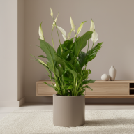 Кашпо (пластик) Pink-Apple Cilindro  - Кашпо (пластик) Pink-Apple Cilindro 