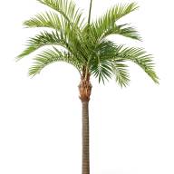 Гигантская Финиковая пальма (сборная) искусствен. - Гигантская Финиковая пальма (сборная) искусствен.