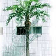 Гигантская Финиковая пальма (сборная) искусствен. - Гигантская Финиковая пальма (сборная) искусствен.