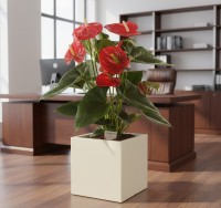 Кашпо Pink-Apple Carré Magique