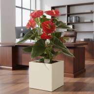 Кашпо Pink-Apple Carré Magique - Кашпо Pink-Apple Carré Magique