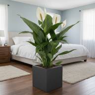 Кашпо Pink-Apple Carré Magique - Кашпо Pink-Apple Carré Magique