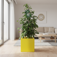 Кашпо Pink-Apple Carré Magique Большие - Кашпо Pink-Apple Carré Magique Большие