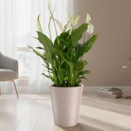 Кашпо (пластик) Pink-Apple Rose  - Кашпо (пластик) Pink-Apple Rose 