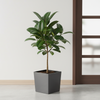 Композиция Розовое Яблоко — 161.5 см — Фикус эластика Робуста — диаметр 30 см, высота 150 см — Кашпо 40×41.5 см