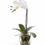 Растение искусственное Орхидея Фаленопсис белая с мхом, корнями, землёй - Растение искусственное Орхидея Фаленопсис белая с мхом, корнями, землёй