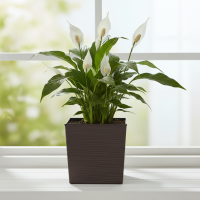 Кашпо Pink-Apple Quadro Trendy с вставкой