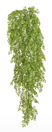 Рута Гравеоленс светло-зелёная куст ампельный 65 см