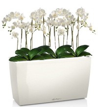 Орхидея Фаленопсис + CARARO