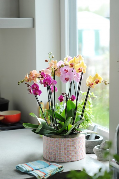 Где можно купить орхидею в горшке в москве бальзам антистатик