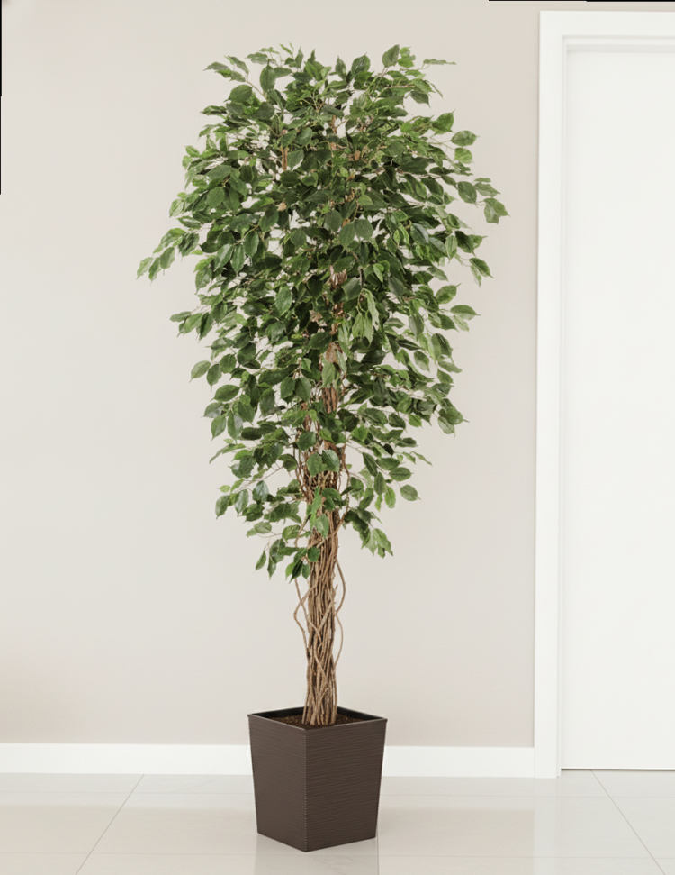 Композиция Розовое Яблоко — 190 см — Фикус Бенджамина Лиана 150 — Кашпо 40×40 см