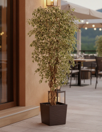 Искусственная композиция Розовое Яблоко — 181 см — Гавайский фикус лиана пёстр — Кашпо 30×31 см