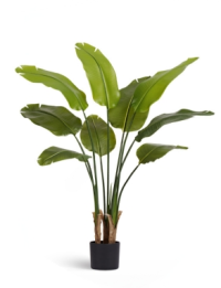 Стрелиция New Style (Sensitive Botanic) 110 см.