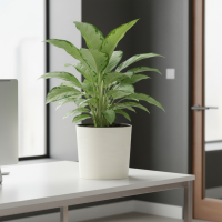 Композиция Розовое Яблоко — 79 см — Аглаонема Сильвер Бей — диаметр 21 см, высота 70 см — Кашпо 30×30 см