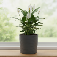 Кашпо Pink-Apple Cilindro Trendy с автополивом - Кашпо Pink-Apple Cilindro Trendy с автополивом