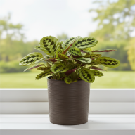 Кашпо Pink-Apple Cilindro Trendy с автополивом - Кашпо Pink-Apple Cilindro Trendy с автополивом