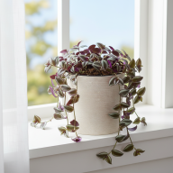 Кашпо Pink-Apple Cilindro Trendy с автополивом - Кашпо Pink-Apple Cilindro Trendy с автополивом