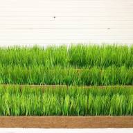 Трава наборная на подложке 10х10см - Трава наборная на подложке 10х10см